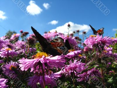 The butterflies of peacock eye