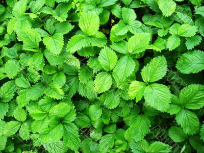 Green background from leaves of a strawberry