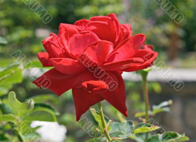 Red rose in backlight