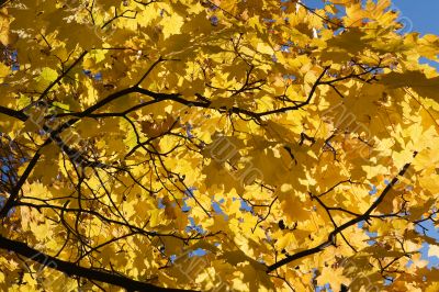 Golden maple