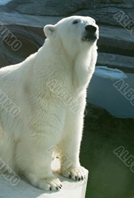 Polar bear