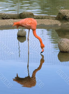 Red flamingo