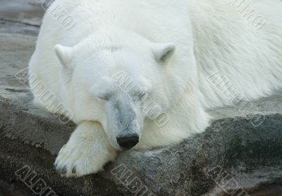 Polar bear