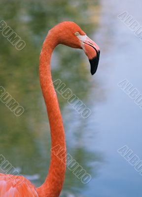 Portrait of a red flamingo