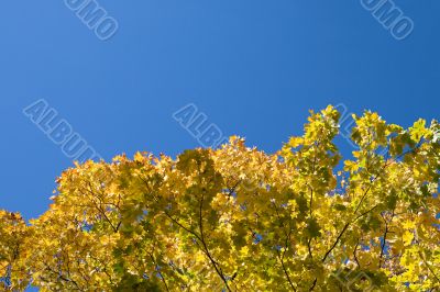 Golden maple