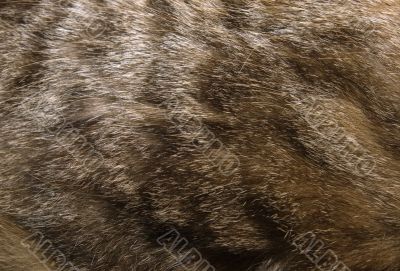 Cat fur texture