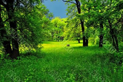 Green forest before the storm