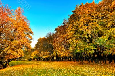 Autumn forest