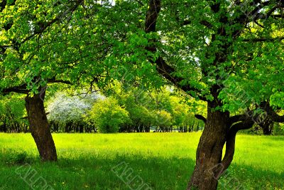 Under the two trees on the green sunny meadow