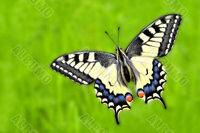 Yellow machaon