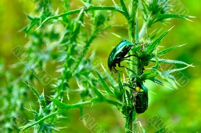 Rose Chafers