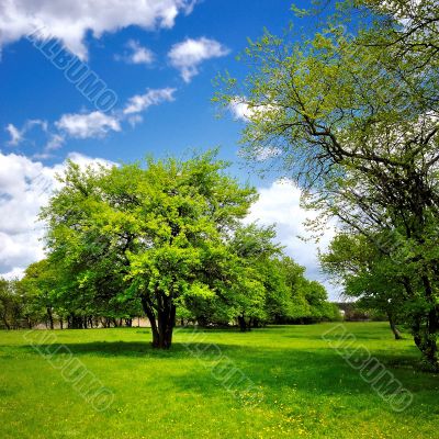Single tree on the green spring meadow
