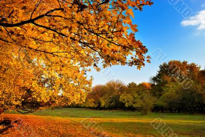 Autumn maple tree