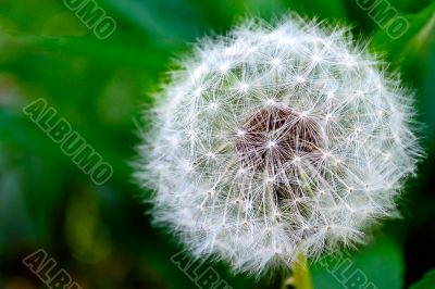 White dandelion