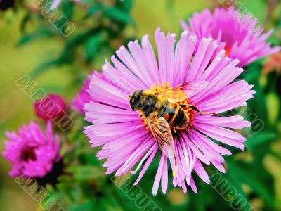 Bee On A Flower