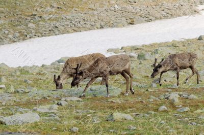 Reindeers in tundra