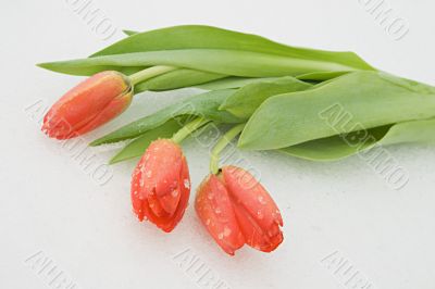 Tulips on snow