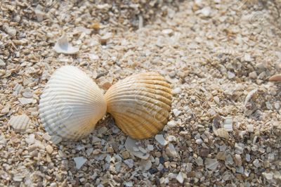 Two seashells kissing