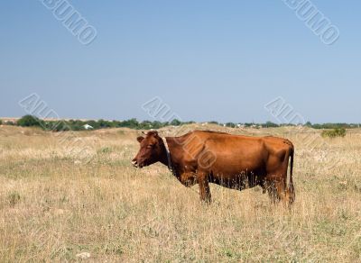 Brown cow