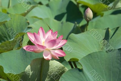 Pink lotus Pink lotus