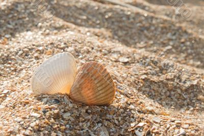 Two seashells kissing Two seashells kissing