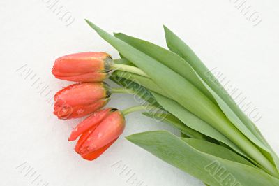 Tulips on snow