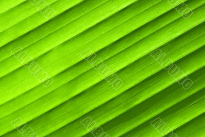 Leaf texture Leaf texture