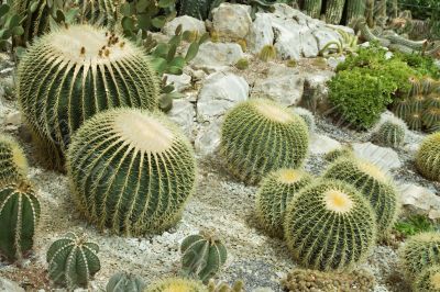 Cactuses in a greenhouse Cactuses in a greenhouse