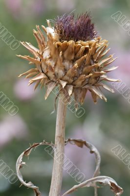 Dry thistle