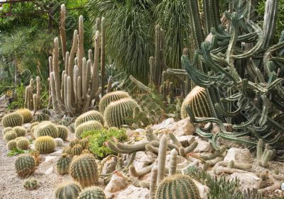 Cactuses in a greenhouse