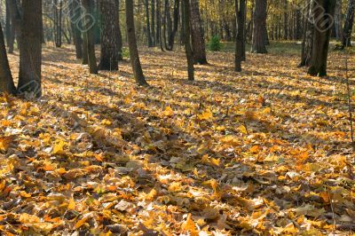 Autumn park