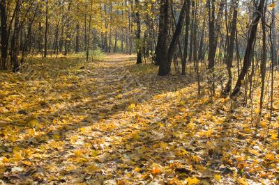 Autumn park