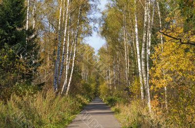 Autumn park