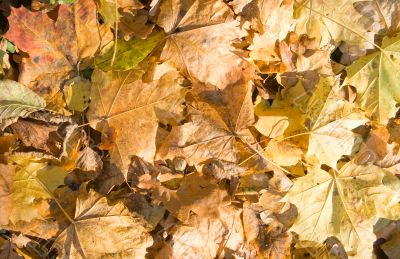 Autumn leaves background Autumn leaves background