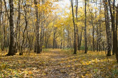 Autumn park