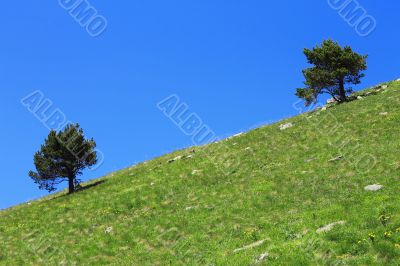 Pair lonely trees growing on the slope of the mountain