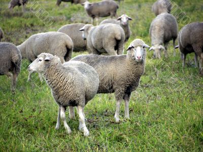 Sheep on a meadow