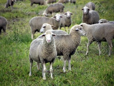 Sheeps on a pasture