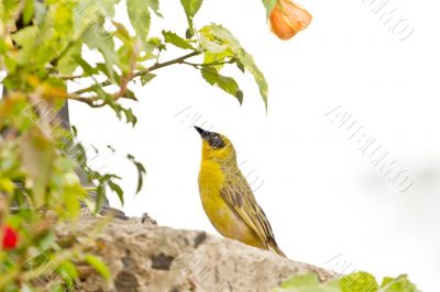 A yellow Robin on a tree