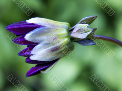 dahlia bud-lilac