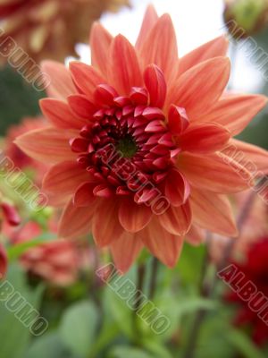 dahlia flowers_orange nugget