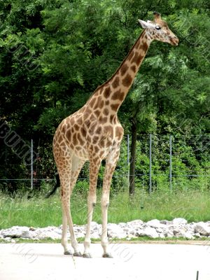 the highest animal the highest animal