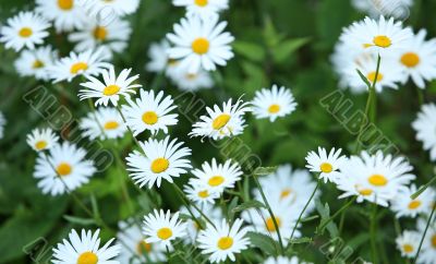 Wild daisies