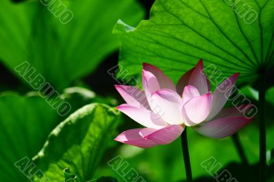 Lotus flower blooming in pond