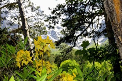 Azalea blooming in the summer caucasus forest