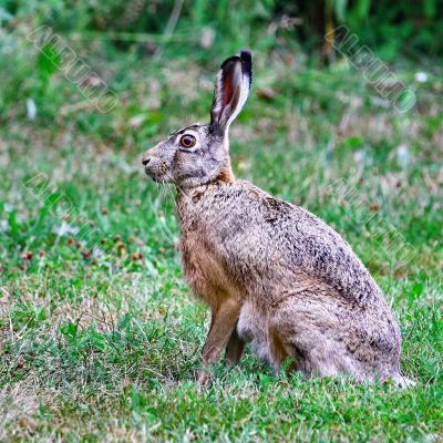 Sitting Hare