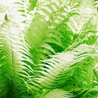 Fresh green leaves