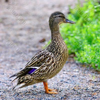 Female Mallard Duck