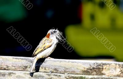 Sparrow