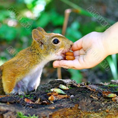 Red Squirrel Eating Peanuts From Child Hand
